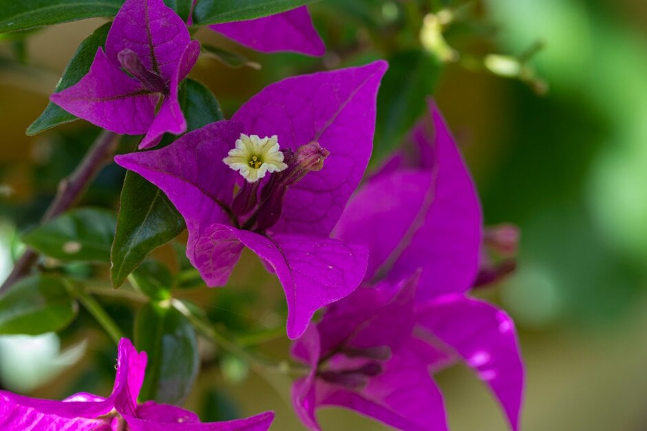 bougainvillea 'Alexandra'