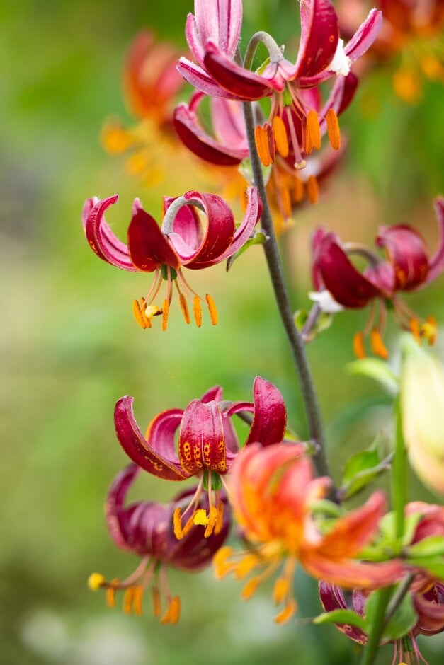 lily 'Arabian Knight'
