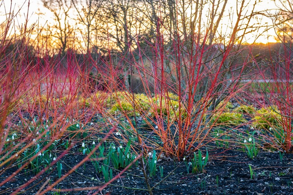 dogwood 'Anny's Winter Orange'