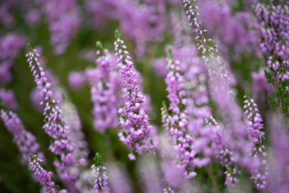 heather 'Kerstin'