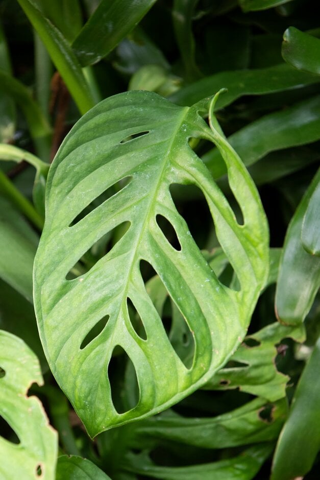 Plant image