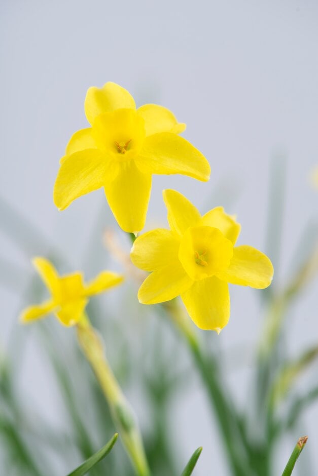 daffodil 'Sabrosa'