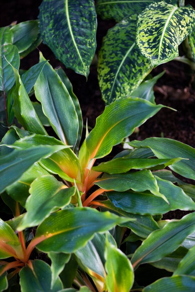 orange spider plant 'Green Orange'