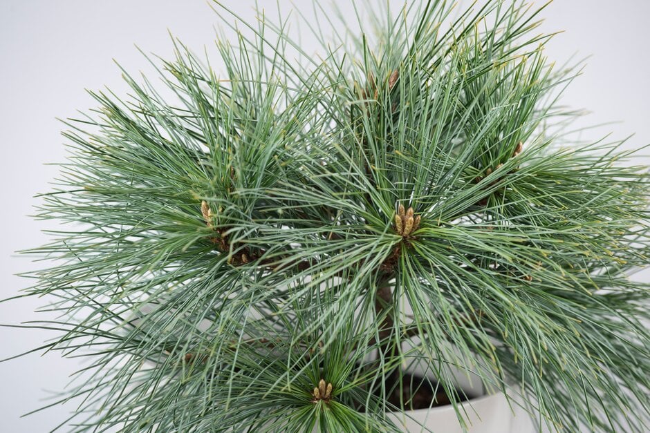 Weymouth pine 'Blue Shag'