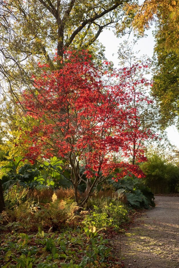 Japanese maple 'Bloodgood'