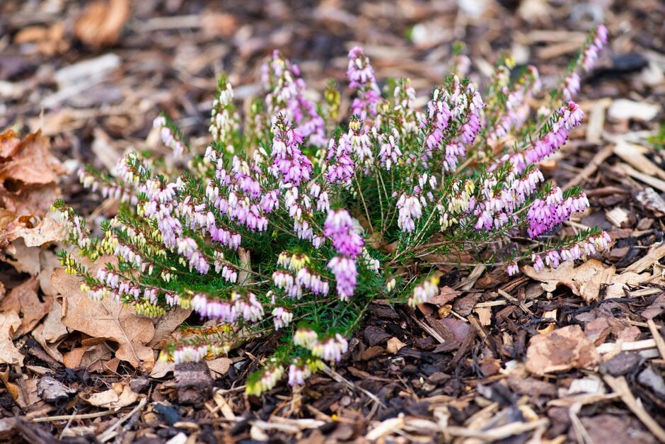 heather 'March Seedling'
