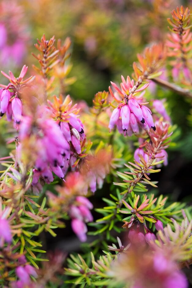 heather 'Ann Sparkes'