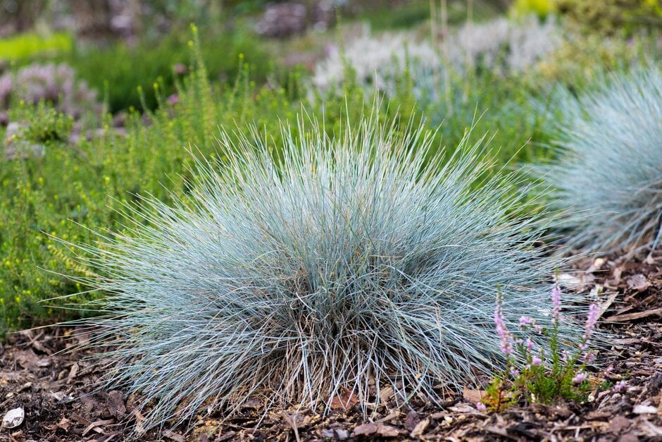 blue fescue 'Elijah Blue'