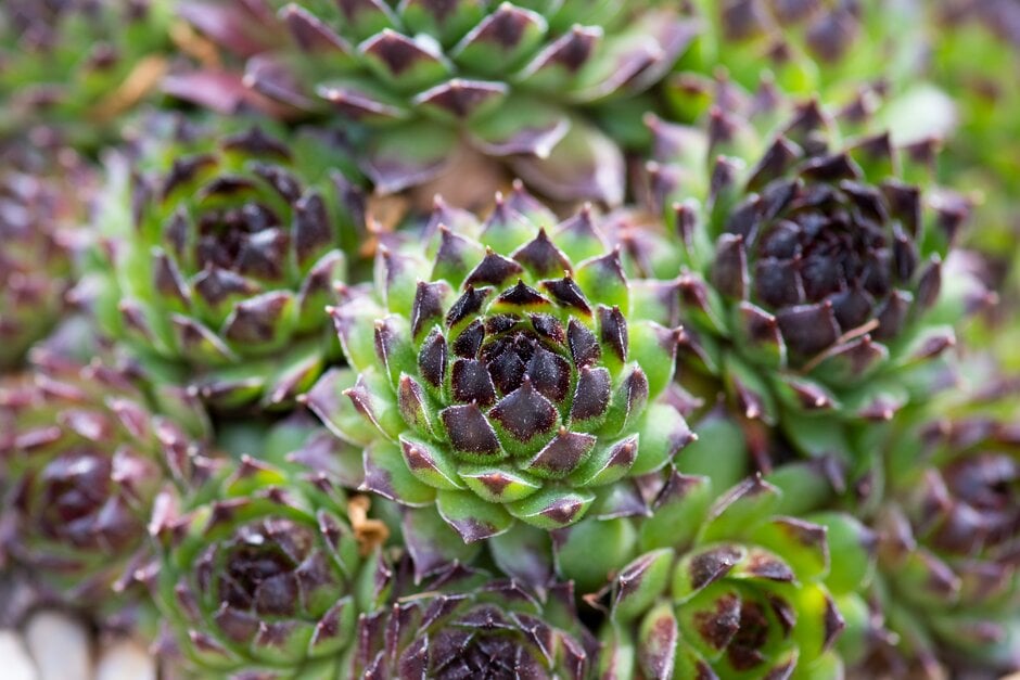 houseleek 'Reinhard'
