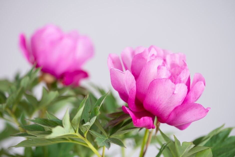 peony 'First Arrival'