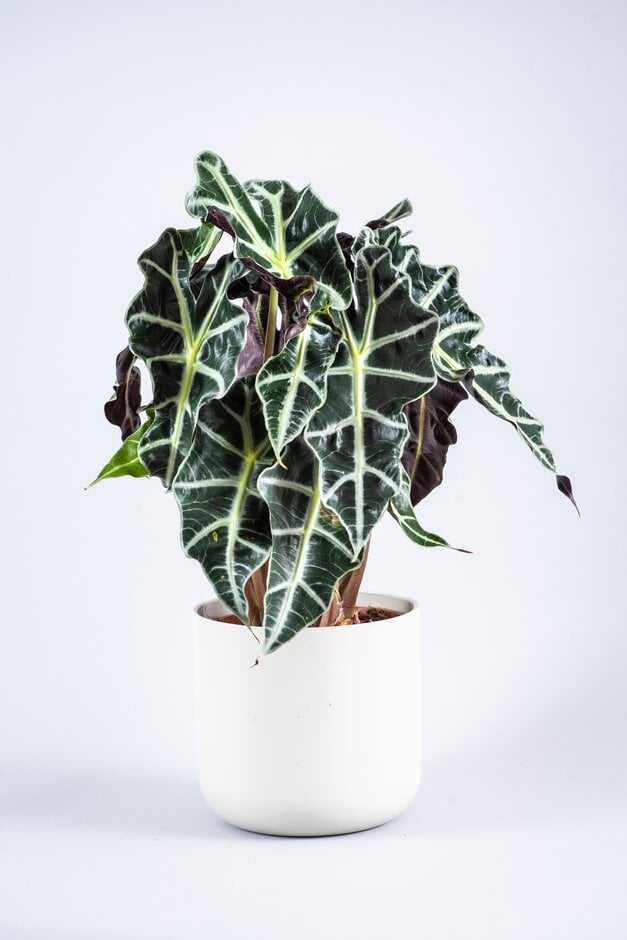 Amazonian elephant's ear plant 'Polly'