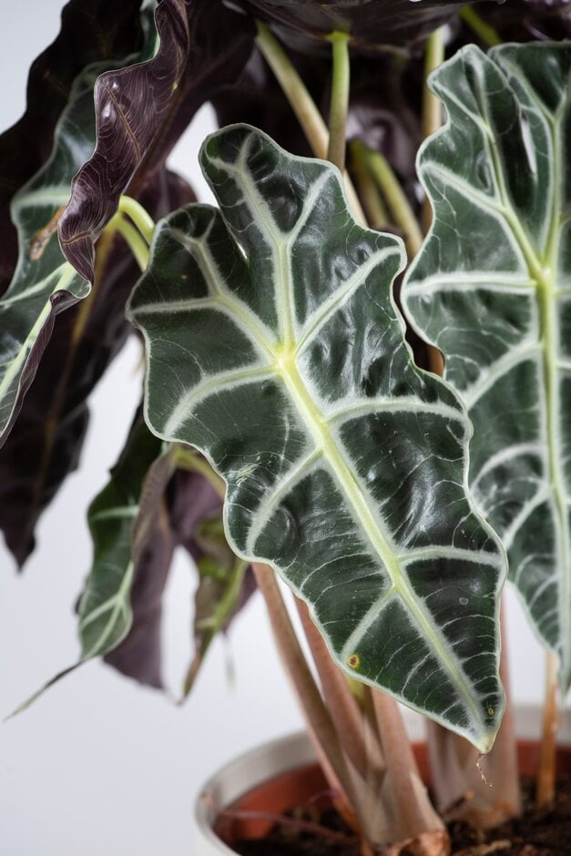 Amazonian elephant's ear plant 'Polly'