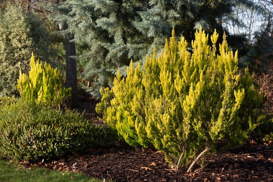 tree heath 'Albert's Gold'
