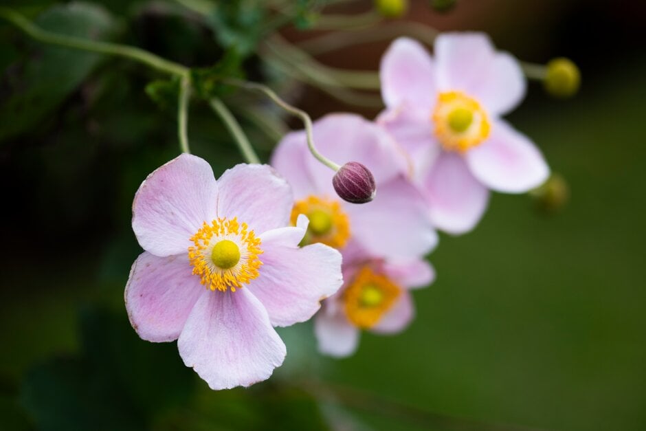 Japanese anemone 'September Charm'