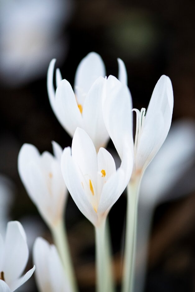 meadow saffron 'Album'