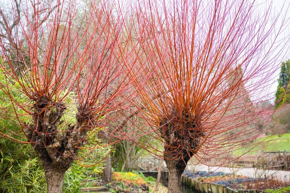 coral bark willow