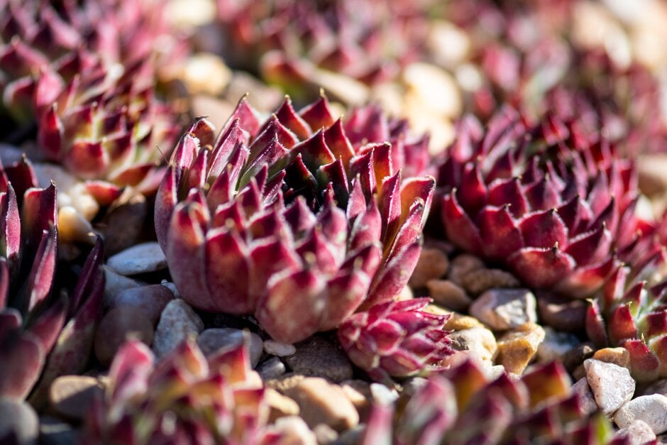 houseleek 'Sir William Lawrence'