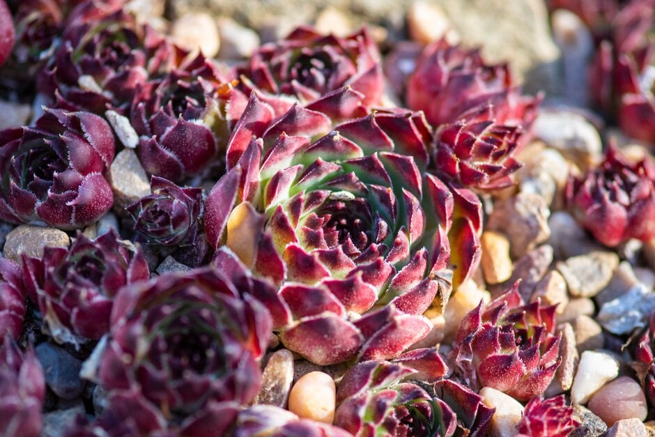 houseleek 'Guillaumes'