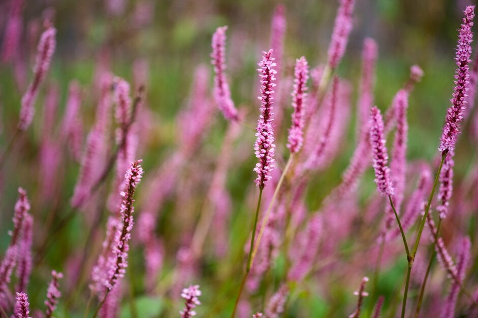 red bistort 'Fine Pink'