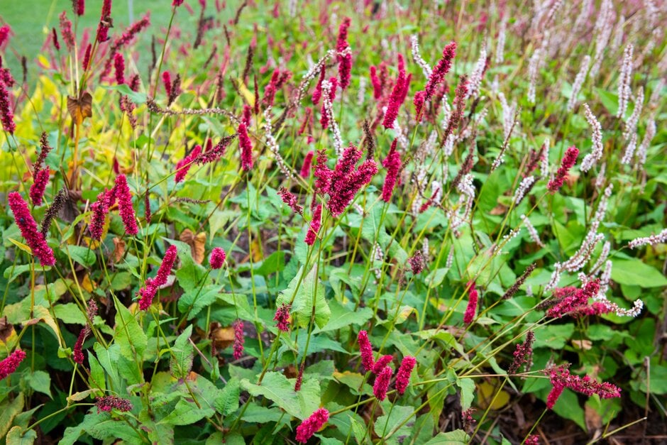red bistort 'Fat Domino'
