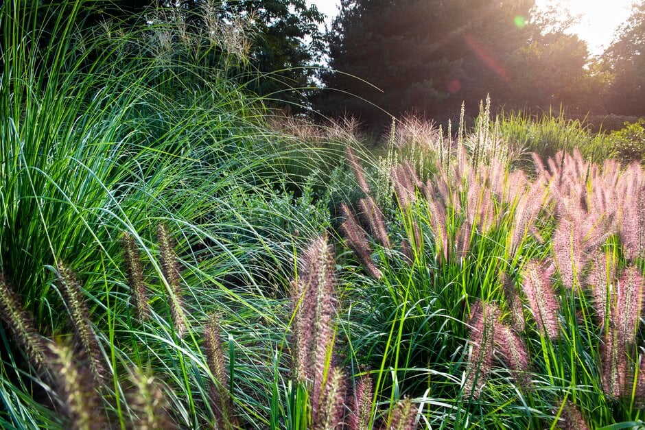 Chinese fountain grass 'Red Head'