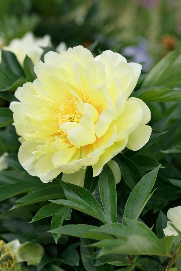 peony 'Bartzella'