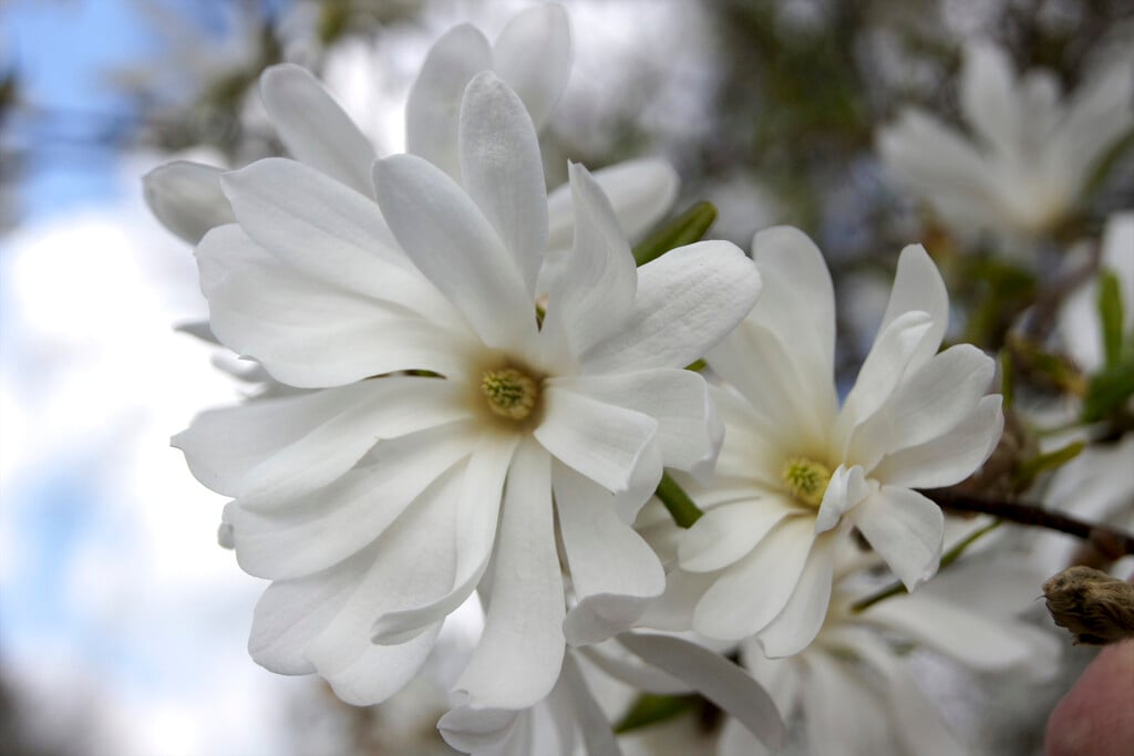 star magnolia 'Royal Star'