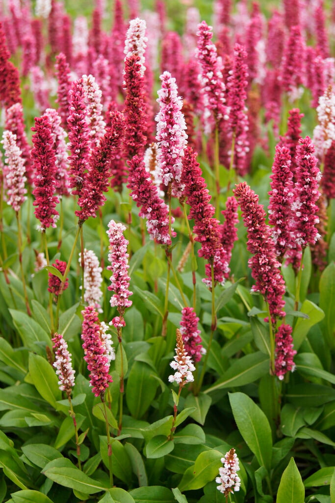 knotweed 'Darjeeling Red'