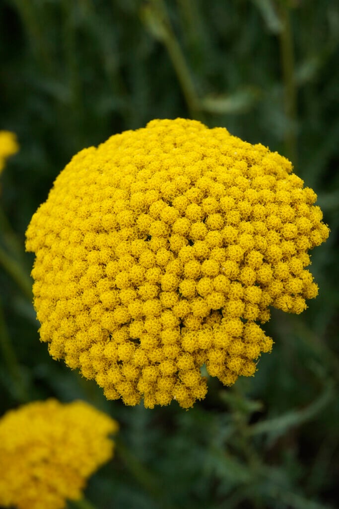 yarrow 'Gold Plate'