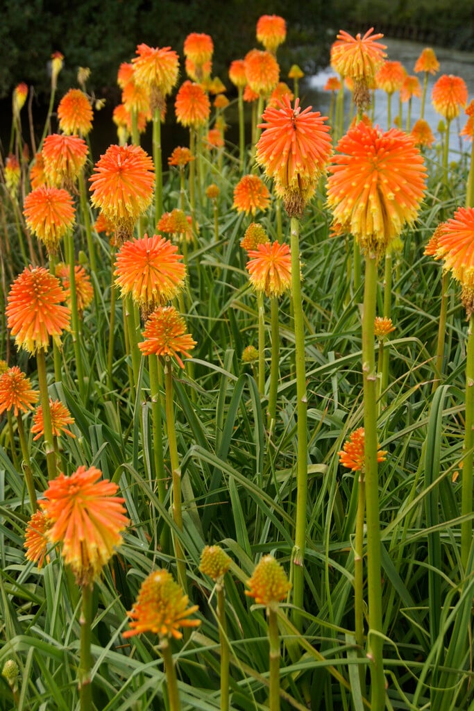 Rooper's red-hot poker