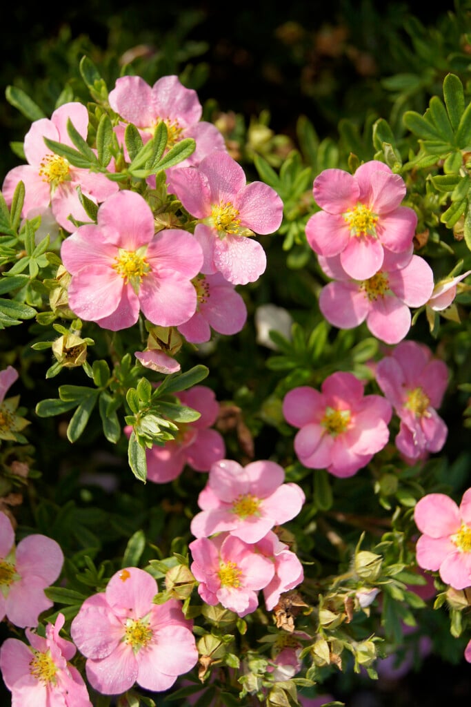shrubby cinquefoil 'Pink Beauty'