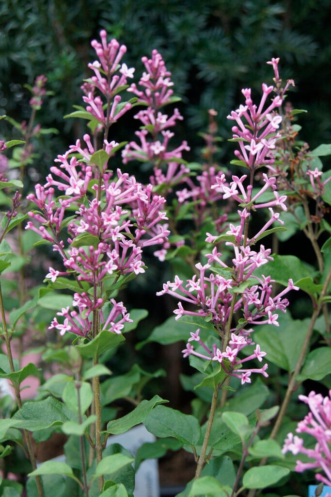lilac 'Pink Perfume'