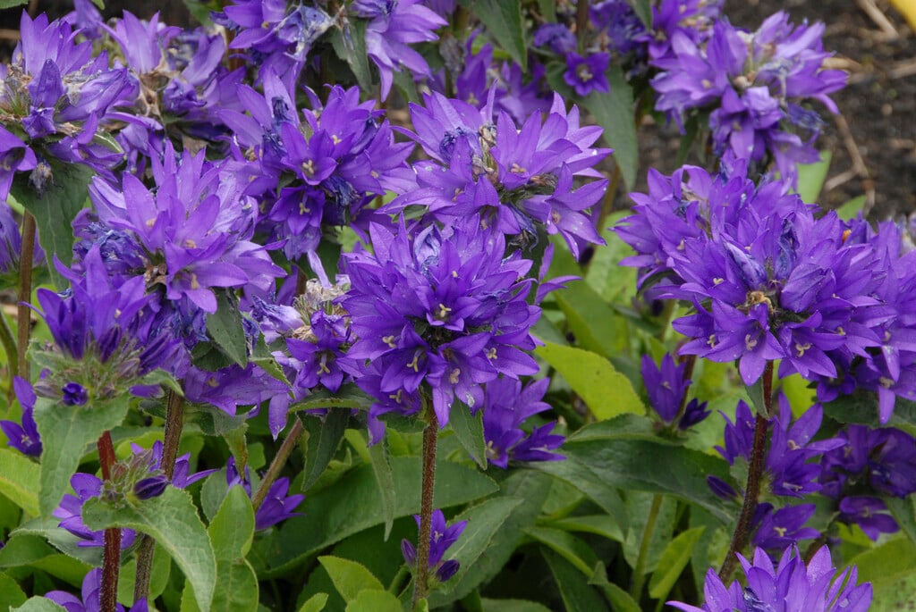 clustered bellflower 'Superba'