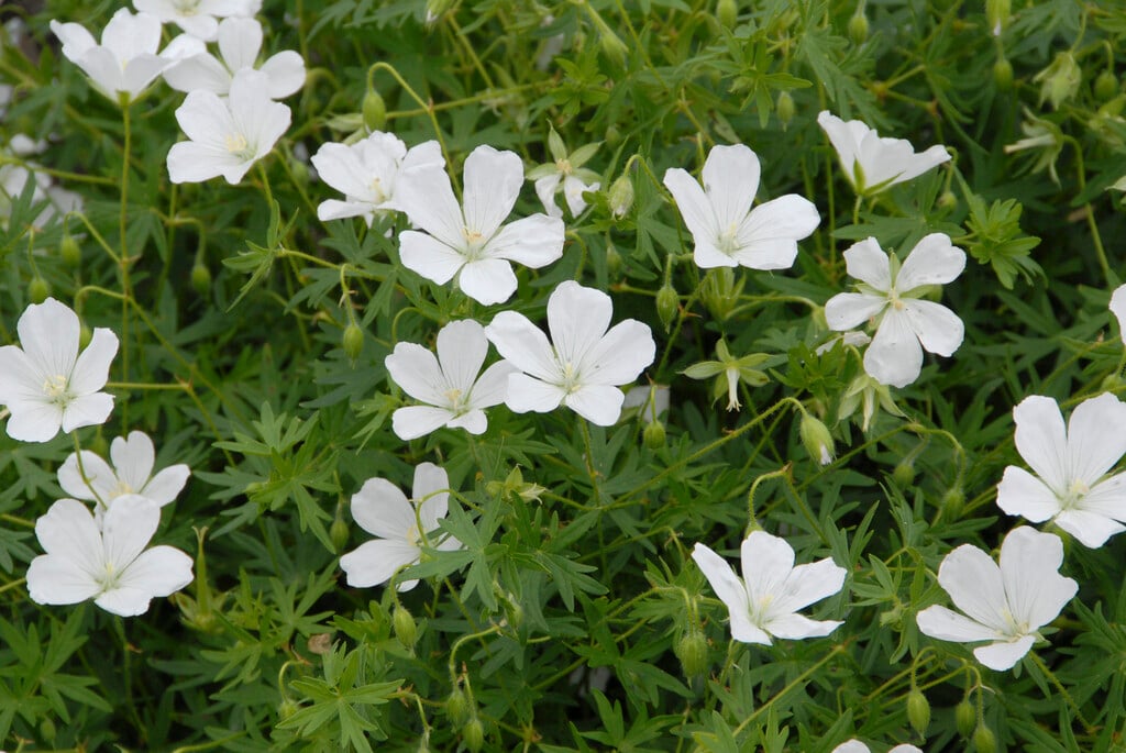 bloody cranesbill 'Album'