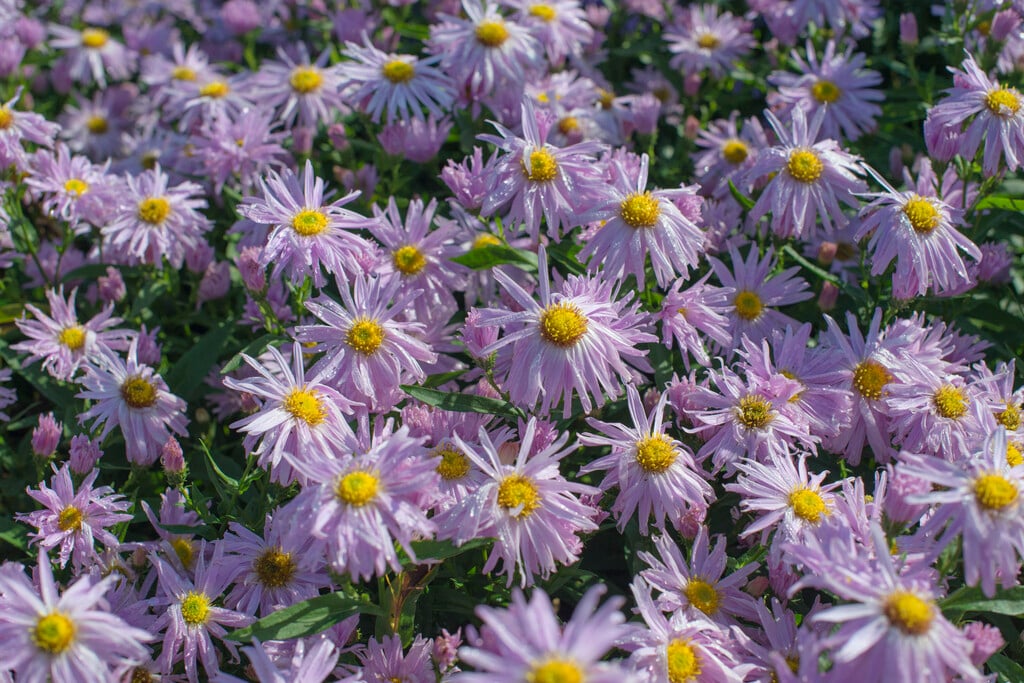 Michaelmas daisy 'Fellowship'