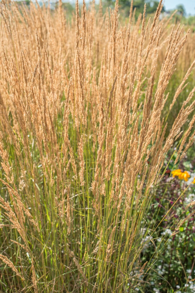 feather reed grass 'Overdam'