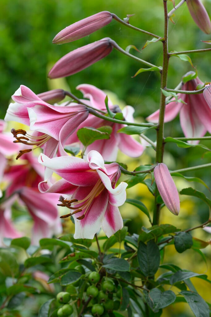 lily 'Friso'