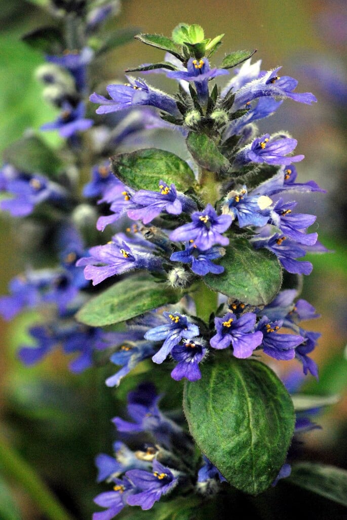bugle 'Catlin's Giant'