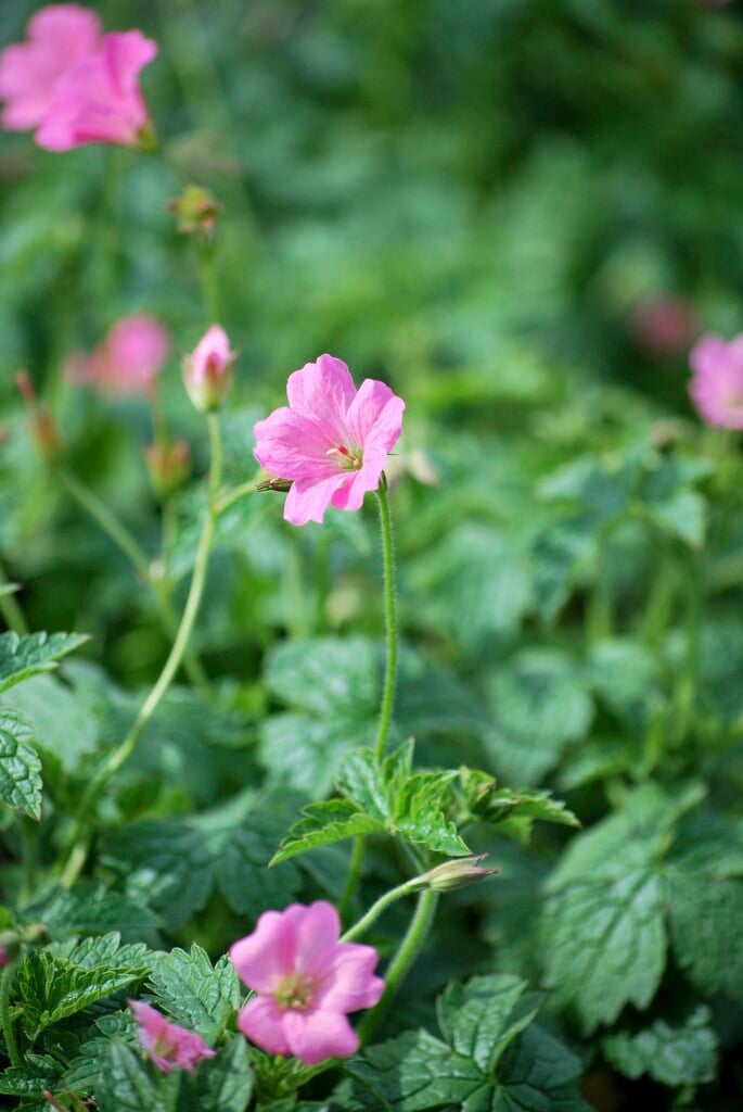 cranesbill 'Wargrave Pink'