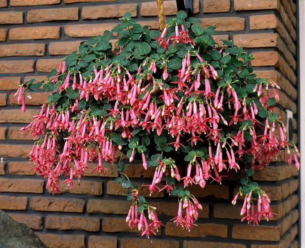 fuchsia 'Coralle'