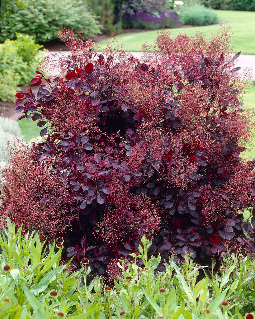smoke tree 'Royal Purple'