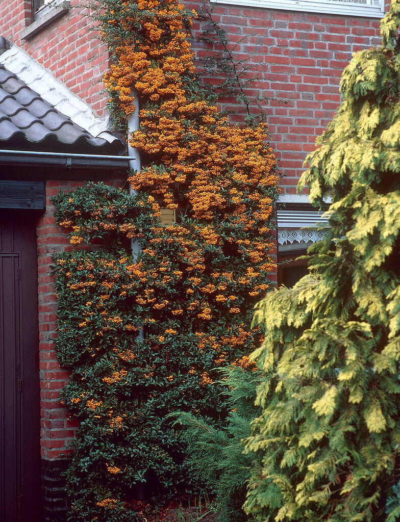 firethorn 'Golden Charmer'