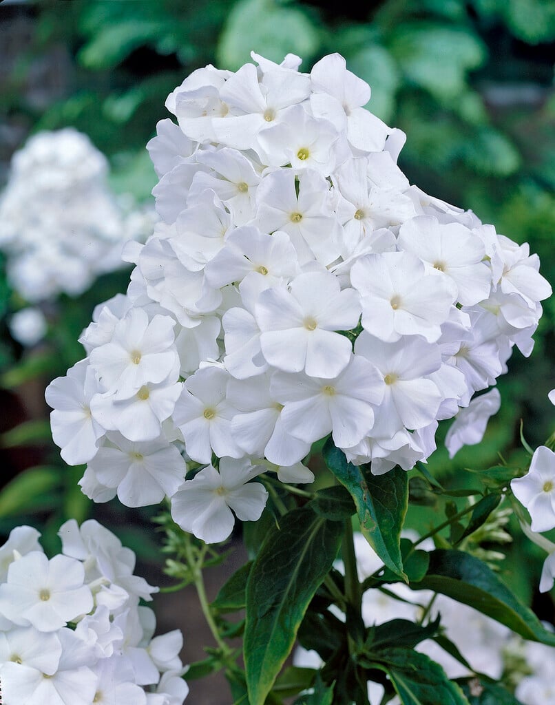 perennial phlox 'White Admiral'