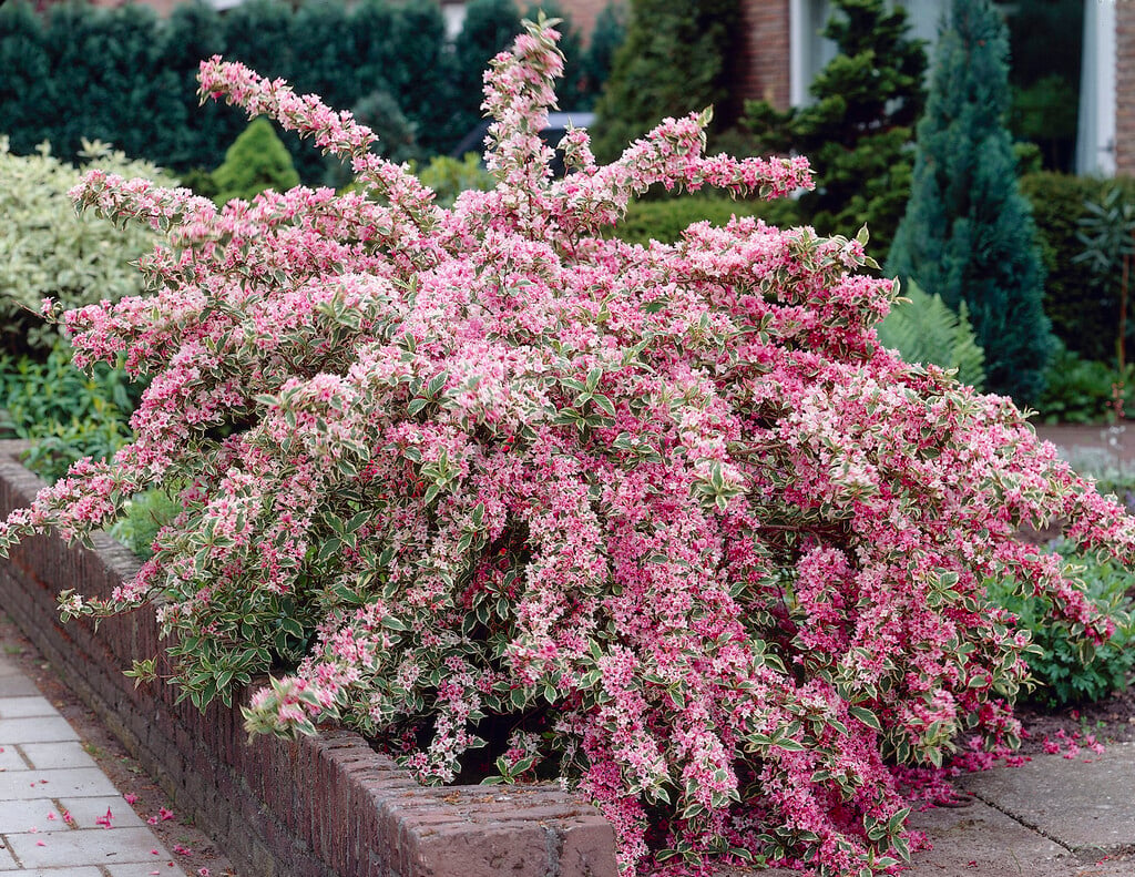 weigela 'Florida Variegata'