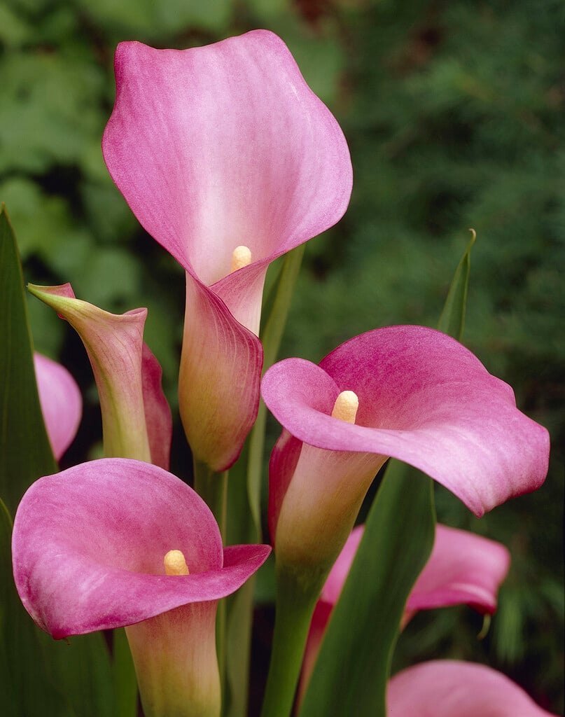 pink calla