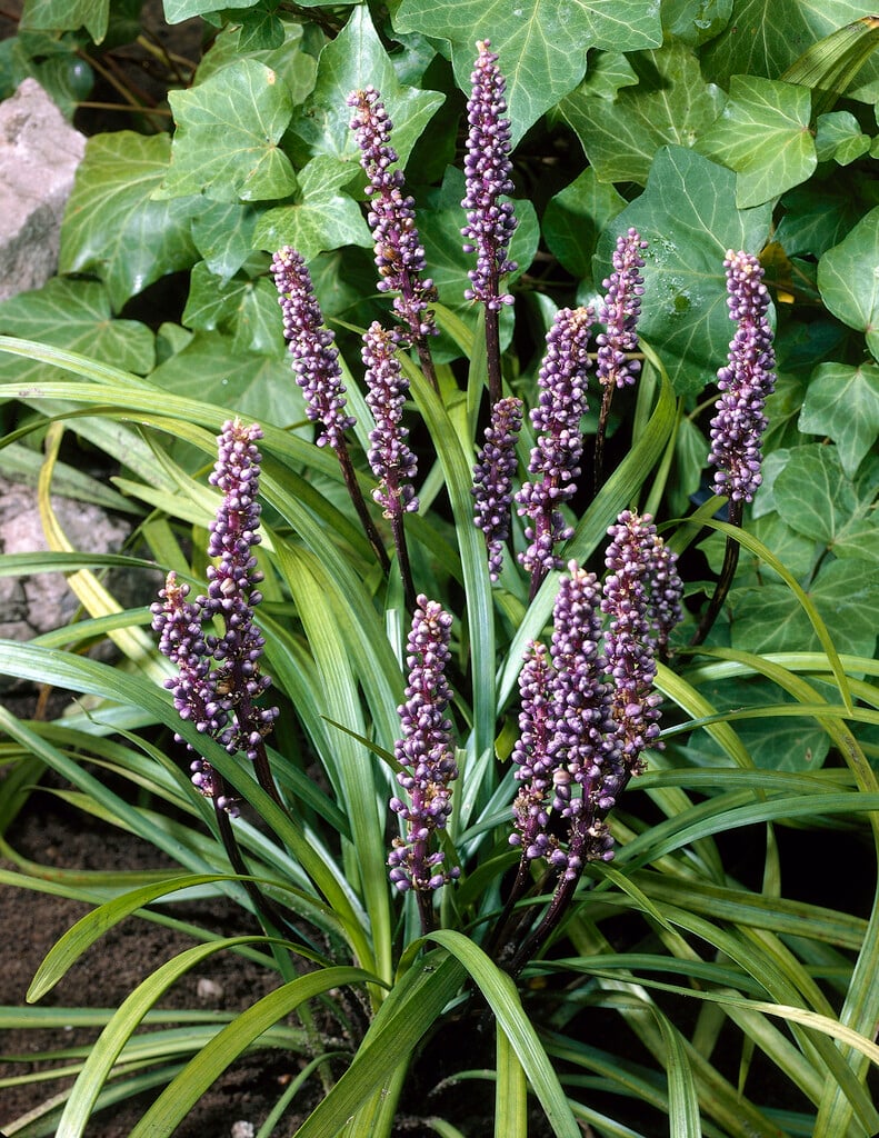 spiked lilyturf