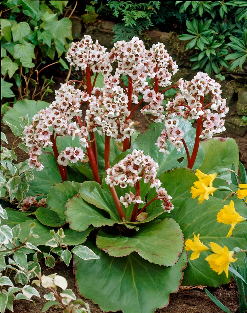 elephant's ears 'Silberlicht'