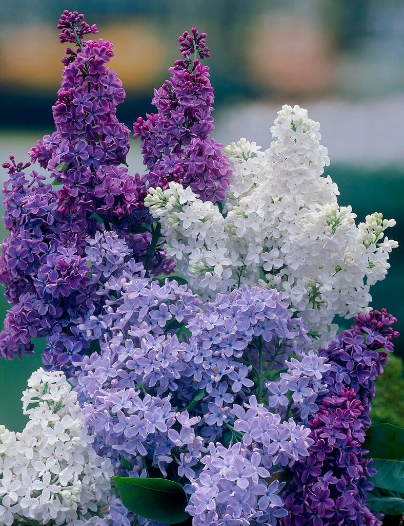 common lilac