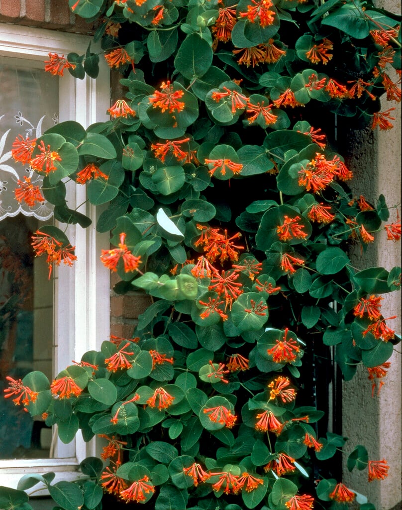 honeysuckle 'Dropmore Scarlet'