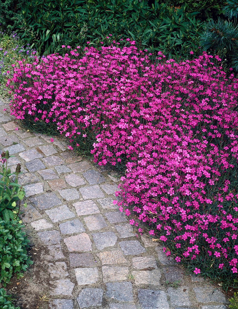 maiden pink